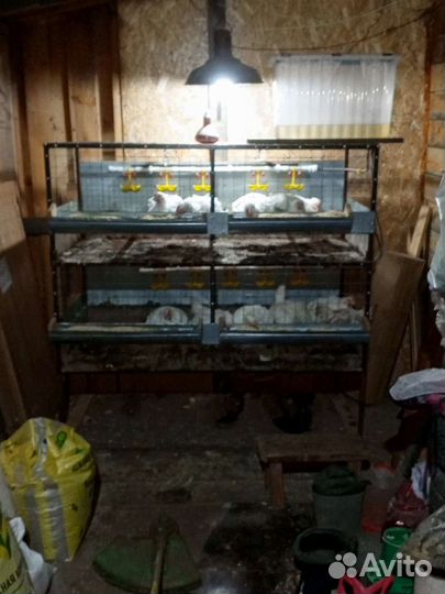 Клетка для кур бройлеров разборная