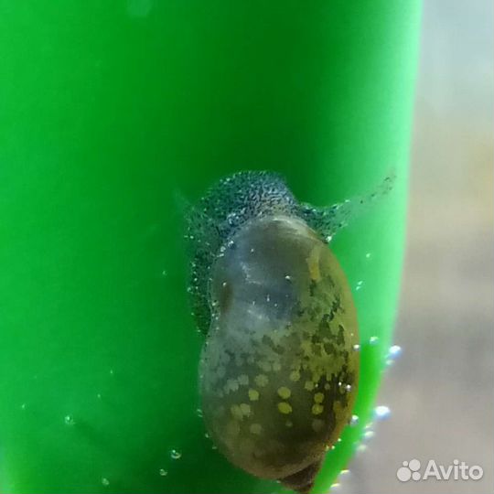 Улитка покемон