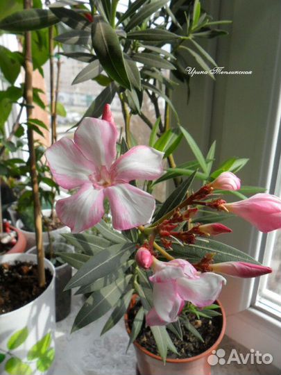 Олеандр Симиэ