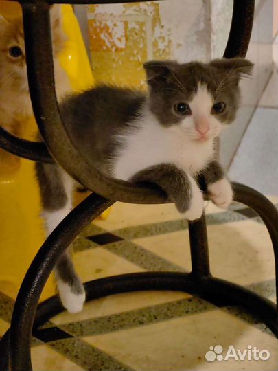 Котик вислоухий