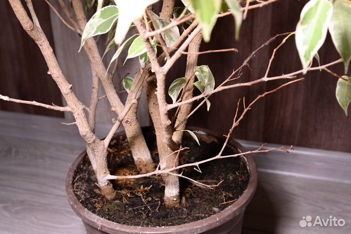 Фикус бенджамина