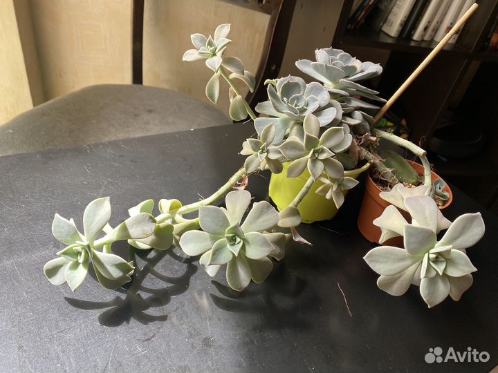 Суккуленты