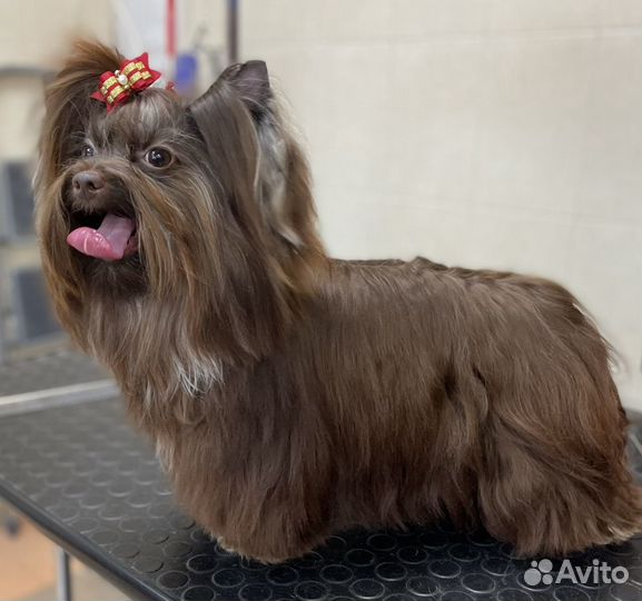 Йоркширский терьер