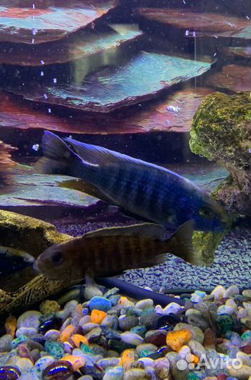 Малавийские цихлиды