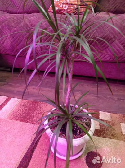 Драцена пальма