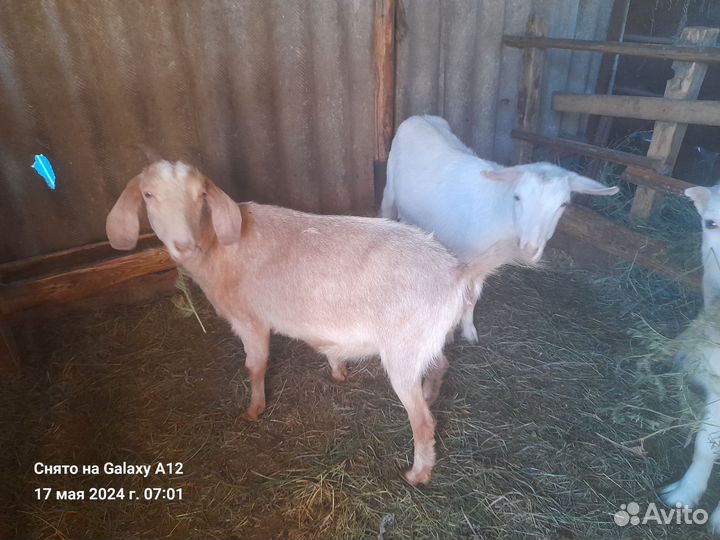 Продаются козы и козлята