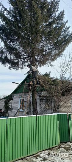 Спил деревьев