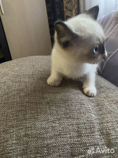 Кошка в дар