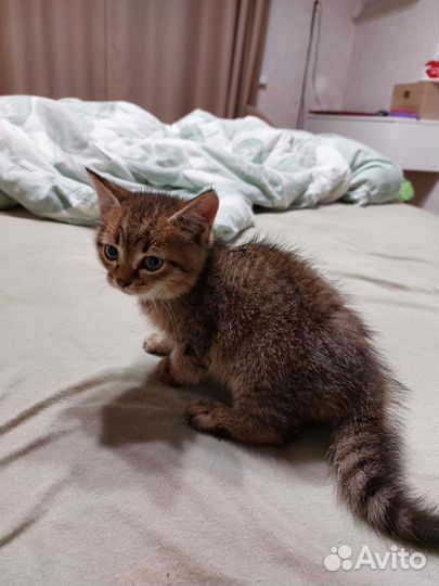 Котёнок