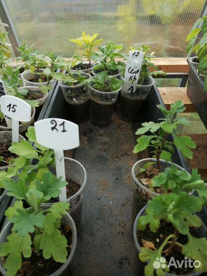 Хризантема мультифлора