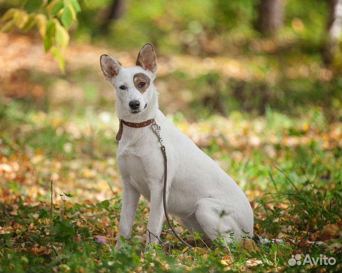 Передержка собак