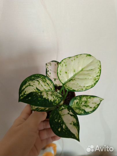 Агланемы тайские