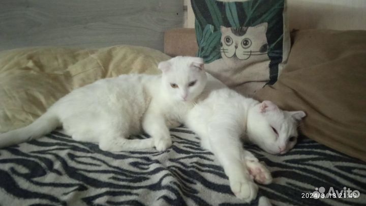 Домашние животные