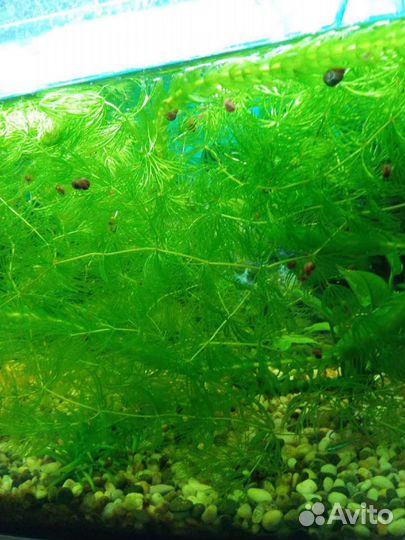 Водоросли для аквариума
