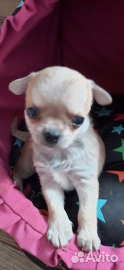 Щенки чихуахуа