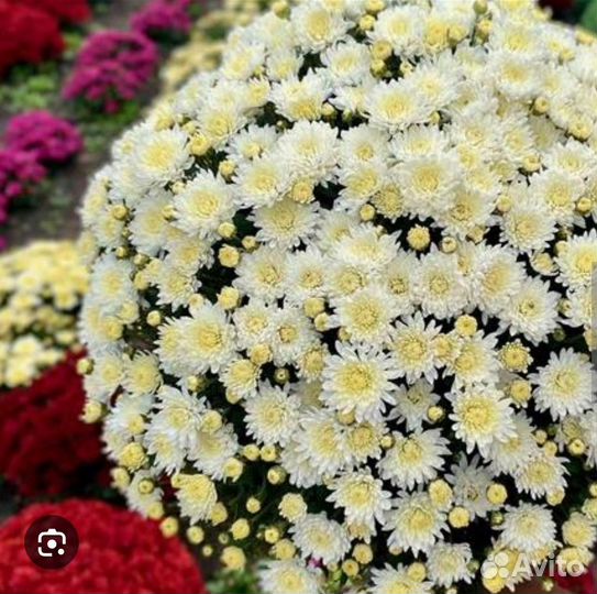 Хризантема мультифлора
