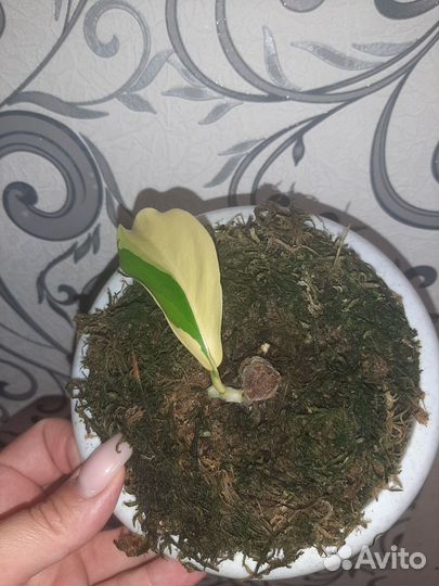 Филодендрон Сератум Орендж