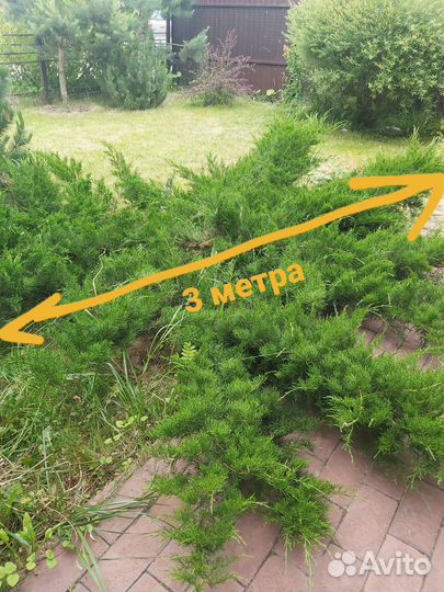 Можжевельник 9 лет