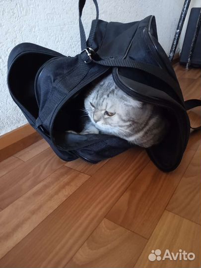 Отдам кошечку в добрые руки