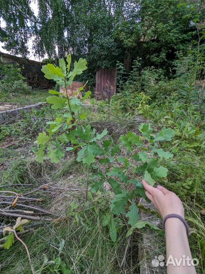 Рассада дуб