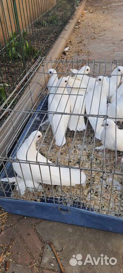 Голуби узбеки