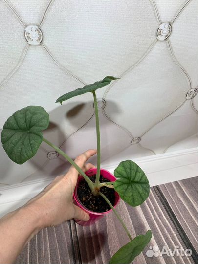 Мэло алоказия