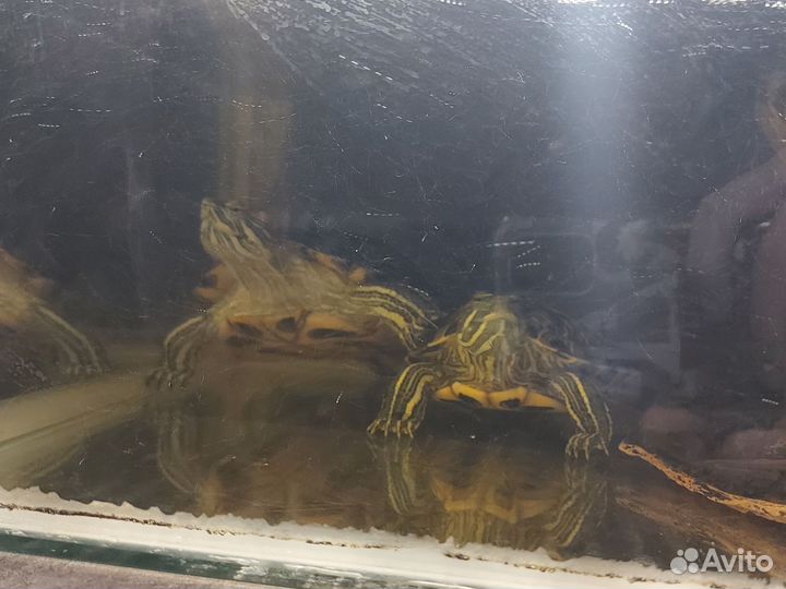 Черепашки с аквариумом