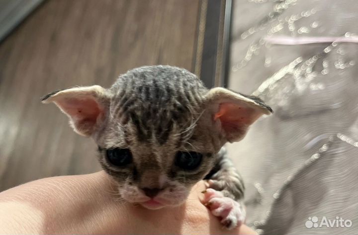 Котята девон-рекс