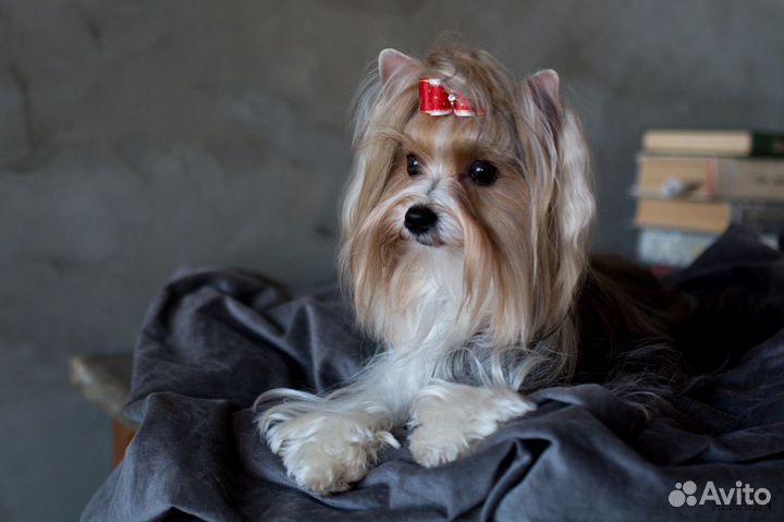 Вязка собак Бивер