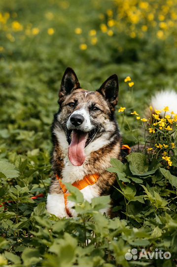 Собака в добрые руки отдам бесплатно