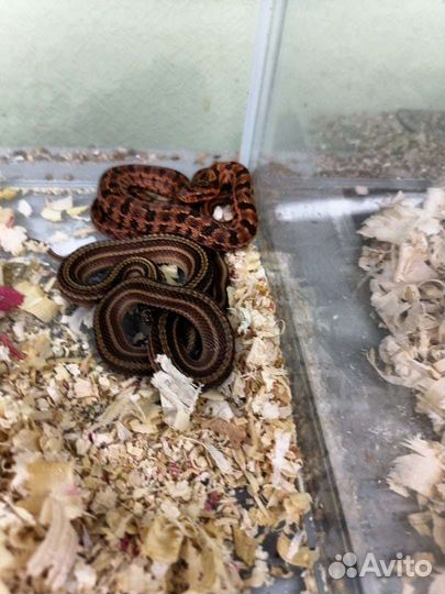 Узорчатый полоз
