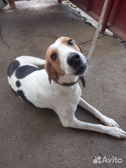 Щенки Русской Пегой Гончей