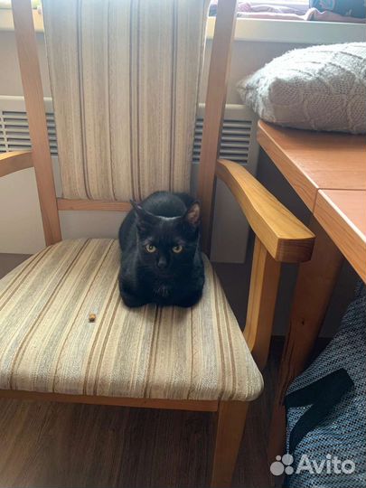 Кошки в добрые руки