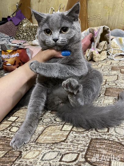 Кошки вислоухие