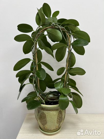 Хойя взрослая