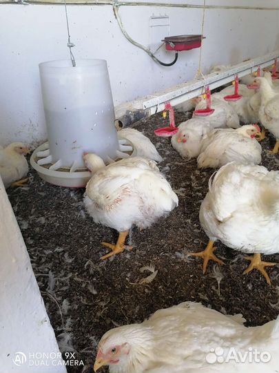 Куры бройлеры Росс-308