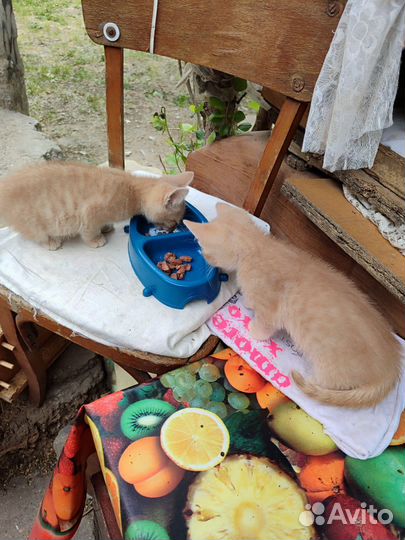 Котята мальчишки в добрые руки