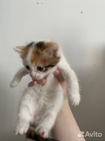 Котята в добрые руки 1 месяц