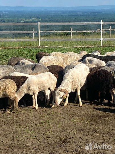 Бараны и овцы
