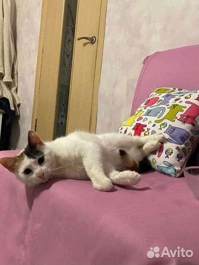 Белая трехцветная кошечка принесет удачу в дом