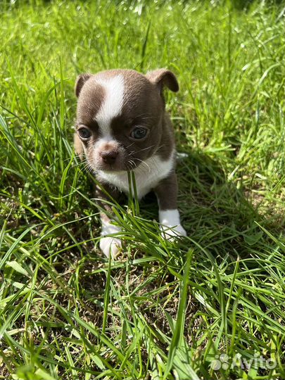 Щенки чихуахуа мальчик