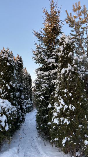 Дом 80 м² на участке 5 сот.