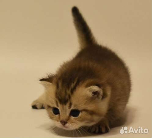 Британские котята золотая шиншилла