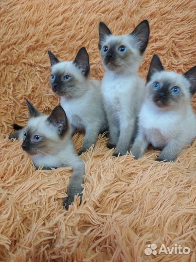 Сиамские котята