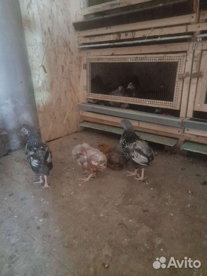 Перепелки несушки, бройлеры