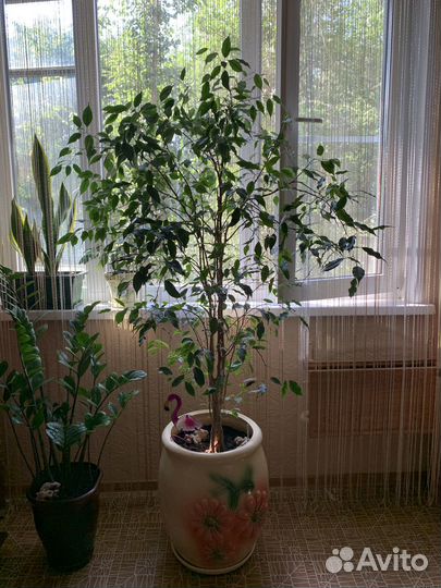Фикус бенджамина