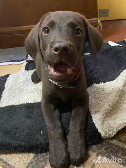Щенок лаборадора