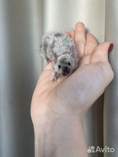 Кудрявые сатиновые мышки