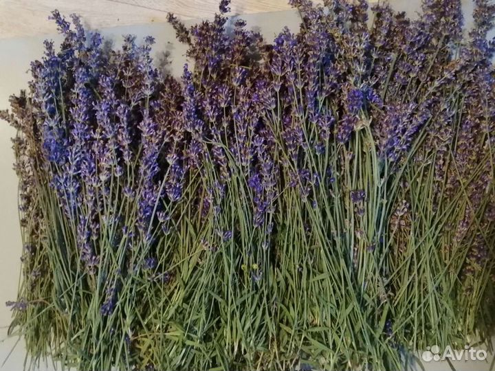 Лаванда
