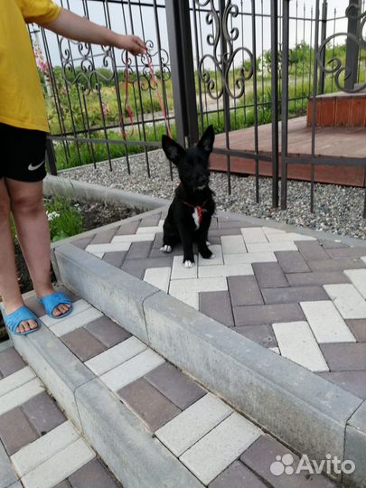 Ищет дом щенок не крупной Собачки Джессика